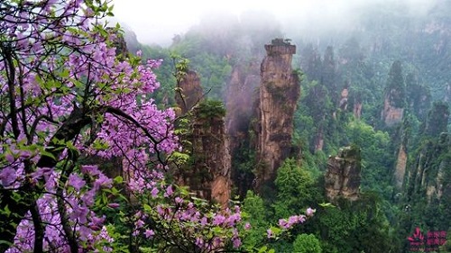 张家界武陵源：春染插园路，美景迎客来